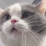 サーフ's profile picture