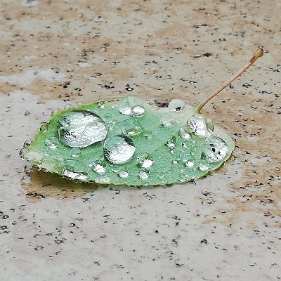 🐛kaushik🐸@やや低浮上's profile picture