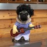 Harry 0 & Che The Socialist Singing Pug..✊🌈 的头像