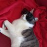 mistomago profil fotoğrafı