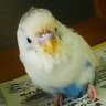 Profilbild von syounan.tansuke