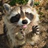 Profilbild von Rocket Vol.2