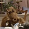 Alf a la derecha's profile picture