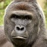 Profilbild von Harambe Duck