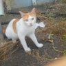 Фото профиля hitomi