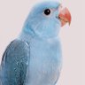 Profilbild von Reshi