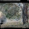 Wamambo profil fotoğrafı