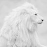 Фото профиля التايب