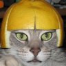 Squeeze Cat 🍋 profil fotoğrafı