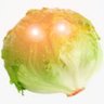 I am the lettuce.hc's profile picture