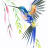 Amada_Libertad profil fotoğrafı