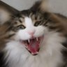隣人にデカ女って言われた人ˊᅀˋ's profile picture