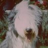Habsfan2323's profile picture