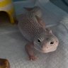 Ёрмунгандон's profile picture