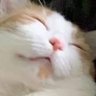 Фото профиля Chat
