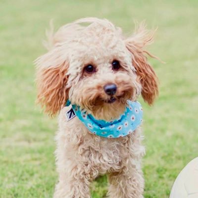 Bailey Cameron (Me is a girl)'s profile picture