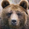 Russi 🐻 的头像