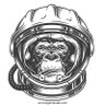 $ilverback🦍$tonkernaut's profile picture
