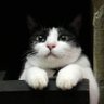 Moonu คนที่รักพพนและนู๋ของเขา 的头像
