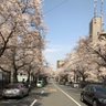 Фото профиля 桜犬