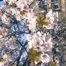 Фото профиля さくら