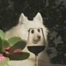 ile🌿 🥠 SAW TØP LIVE😭❤️ profil fotoğrafı