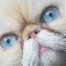 Gusano76🐺 profil fotoğrafı