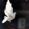وهج's profile picture