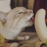 Thái Minh Đăng profil fotoğrafı