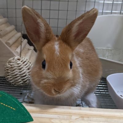 きなこ's profile picture