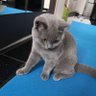 יִצְחָק🌴إسحاق profil fotoğrafı