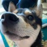 マメなつ profil fotoğrafı