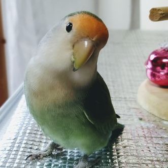 tukiyomiponta's profile picture