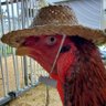 クックハウスokinawa~闘鶏で傷つき捨てられた鶏達の生きる場所~ profil fotoğrafı