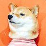 柴犬スティーブch【コーギーと猫を添えて】@YouTube's profile picture