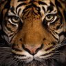 Profilbild von Arun Nair