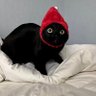 Satomi's profile picture