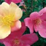 Rosa mutabilis profil fotoğrafı
