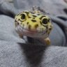 トカゲさん's profile picture