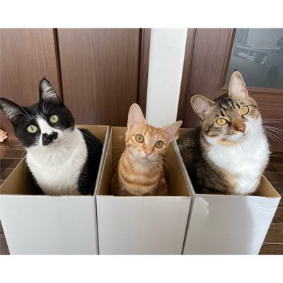 はぎもぎむぎ's profile picture