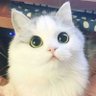 Profilbild von ์ํผ์ผSofiyyahโค๐