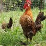 Фото профиля Marouf Saad