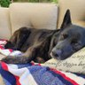 Shadow's profile picture