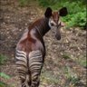 okapi™ profil fotoğrafı