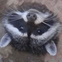 oIEegL1IZSWuMEF's profile picture