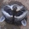 Profilbild von るどるふ