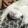 Фото профиля アラ還ぎゃる