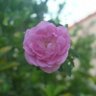 فاطمة🌷's profile picture