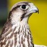 Falcon profil fotoğrafı