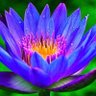 BluButterfly 🌸🦋 profil fotoğrafı